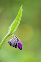 Smeerwortel, solitaire knop, bokeh