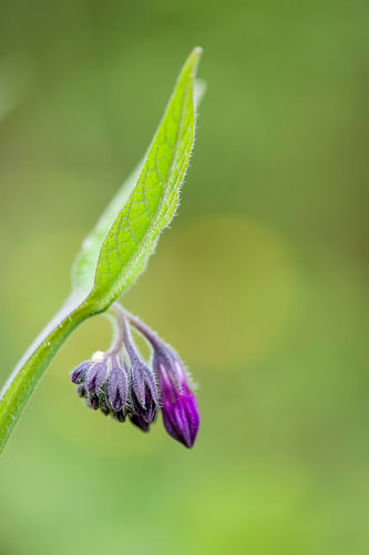 Smeerwortel, solitaire knop, bokeh