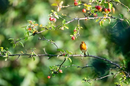 Rotkehlchen in den Zweigen