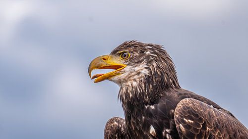 L'appel de la nature sauvage : portrait d'un aigle adolescent