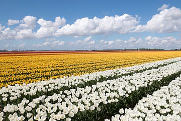champ de tulipes blanches et jaunes avec de beaux nuages à l'horizon sur W J Kok