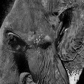Elephas maximus van Kirsten Kommers