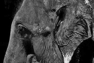 Elephas maximus van Kirsten Kommers