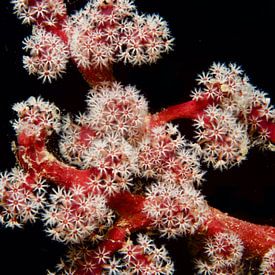 Le corail rose s'illumine dans le noir sur M&M Roding