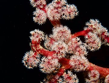 Roze koraal licht op in het donker