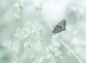 Droomwereld (een vlinder in een droomwereld) van Birgitte Bergman thumbnail