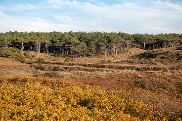 Huisduinen natuur van Richard Wareham