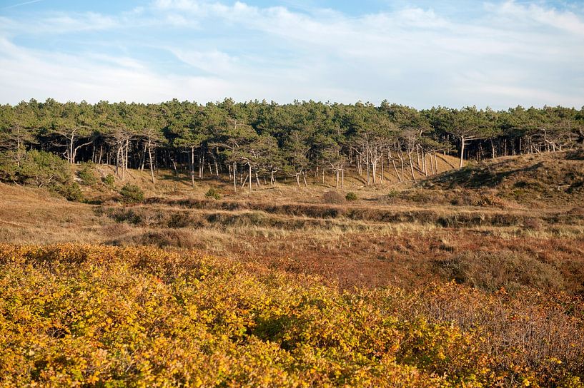 Huisduinen nature by Richard Wareham
