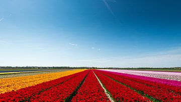 Champ de tulipes en Hollande du Nord sur Keesnan Dogger Fotografie
