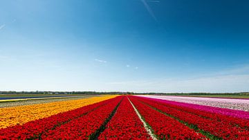 Tulpenveld in Noord-Holland