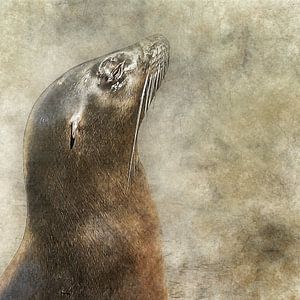 Seelöwe genießt die Sonne von Art by Jeronimo