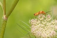 Weekly weevil by Moetwil en van Dijk - Fotografie thumbnail