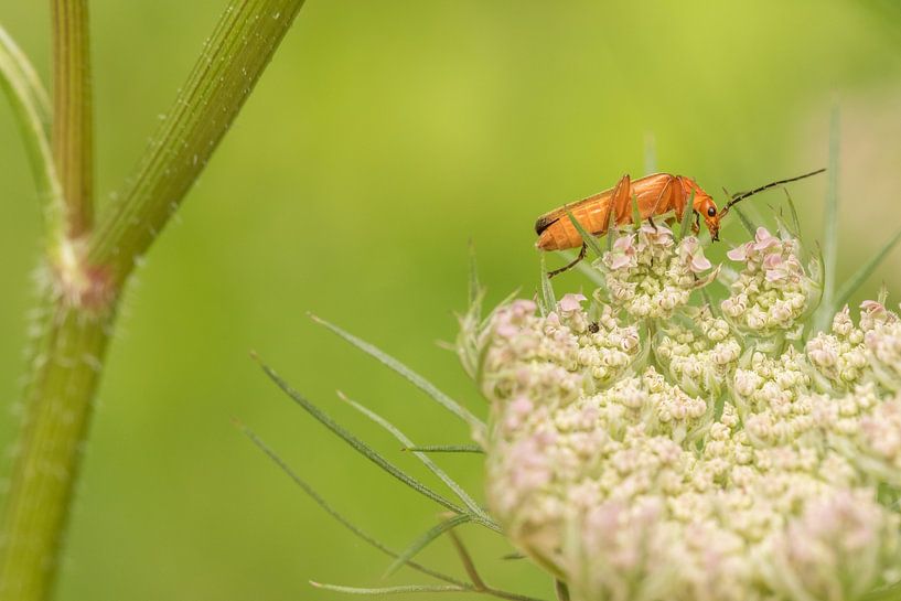 Weekly weevil by Moetwil en van Dijk - Fotografie