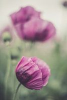 Papaver
