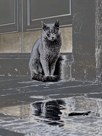 The wise street cat by Ruud Otter