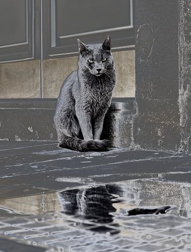 Le chat de rue avisé