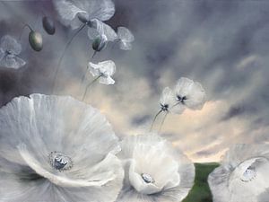 White poppy