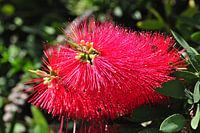 Flor