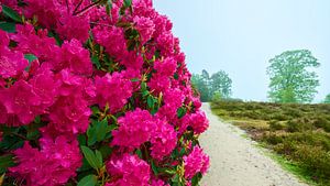 Blühende violette Rhododendren