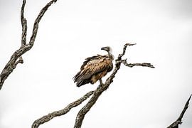 Branches by Wild Love Expedition