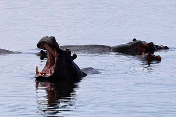 Grande bouche ! sur Gerard Smit
