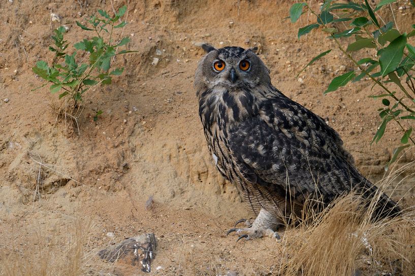 Uhu ( Bubo bubo ) sitzt unter einem Busch in der Wand einer Sandgrube, schaut aufmerksam par wunderbare Erde