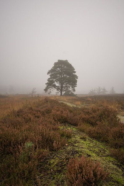 paysage d'automne par Bart Liesenborgs