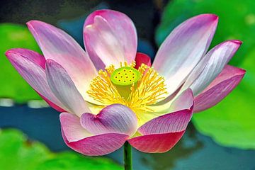 Heilige Lotus van Eduard Lamping