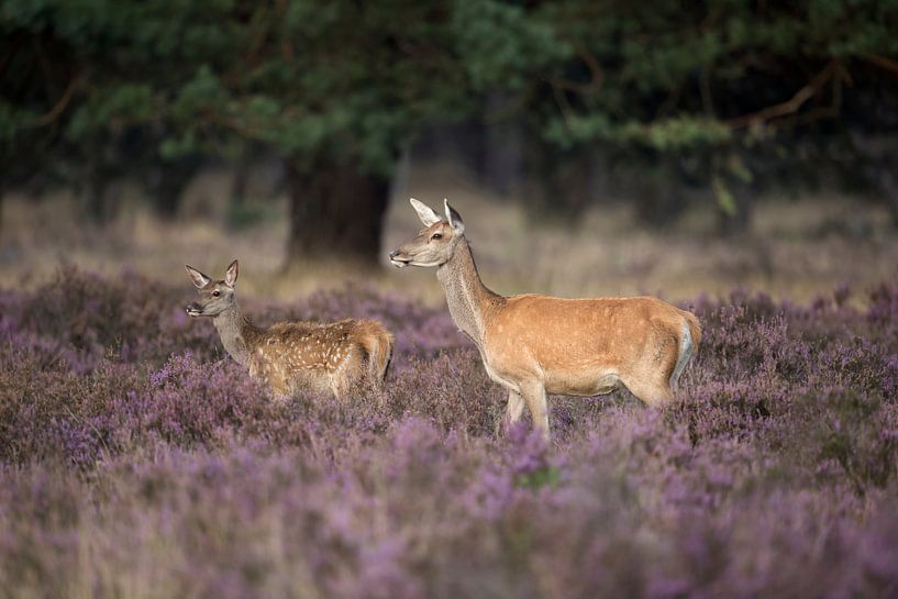 Rotwild (Cervus elaphus), Hirschkuh mit Kitz in violett blühender Heide, schönes Licht von wunderbare Erde