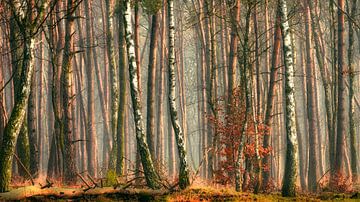 Farbe Wald von Marcel Post