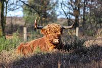 Schotse hooglander