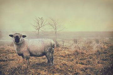 Moutons dans la bruyère aride sur Elianne van Turennout