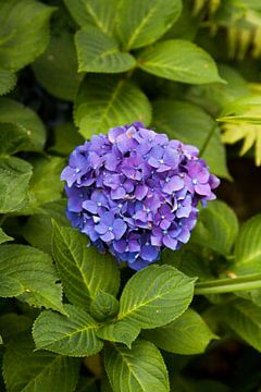 Blauwe bloem van Ron Pool