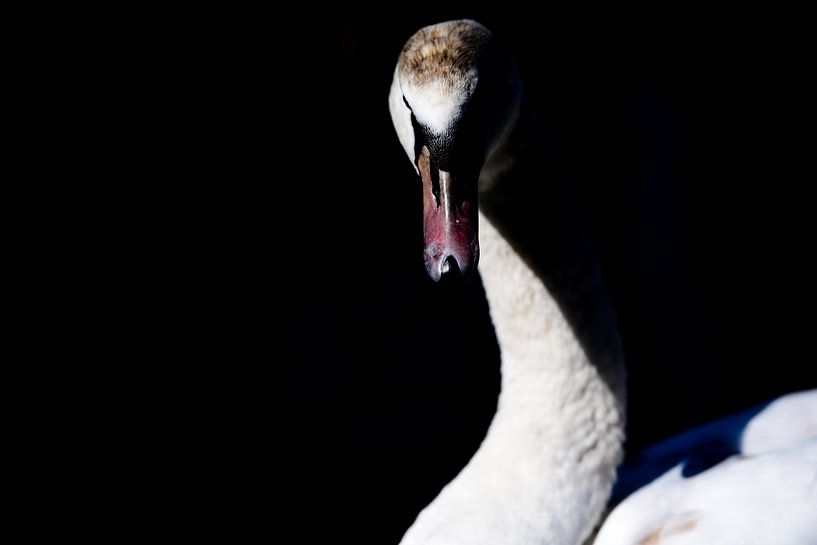 a mysterious portrait photograph of a swan by Slavenka Arandjelovic