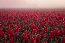 Red tulips in the fog
