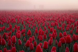 Tulipes rouges dans le brouillard sur Eefje John