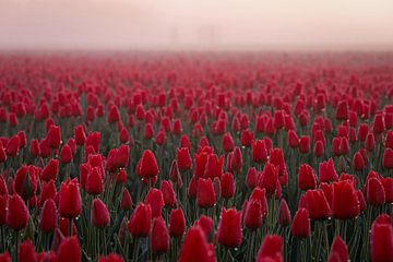 Rode tulpen in de mist van Eefje John