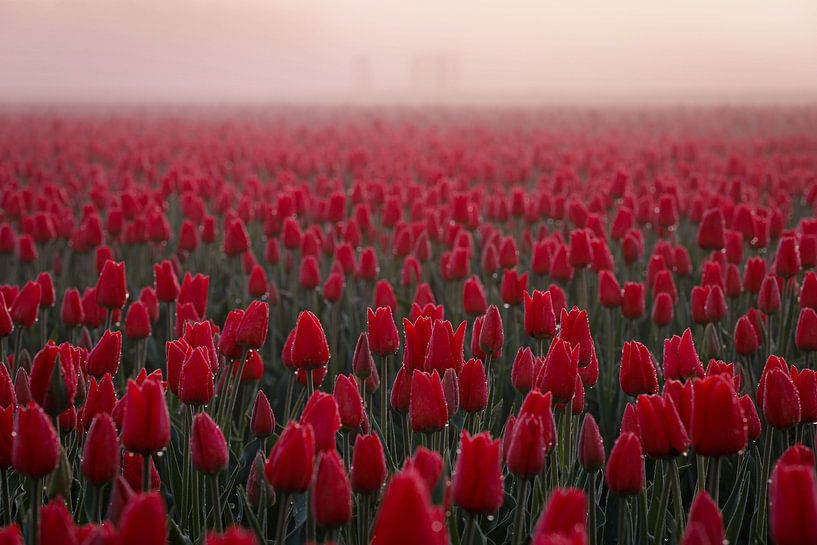 Tulipes rouges dans le brouillard par Eefje John