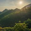 Weinberge der Prosecco-Hügel bei Sonnenuntergang. Italien von Stefano Orazzini