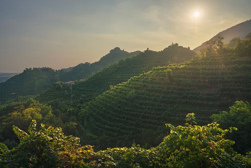 Wijngaarden van Prosecco Hills bij zonsondergang. Italië