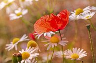 Poppy in daisy field by Kurt Krause thumbnail