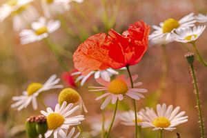 Coquelicot dans un champ de marguerites