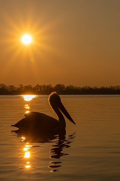 Profitant des derniers rayons du soleil. Pélican crucifère. par Kris Hermans