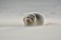 Zeehond Ameland