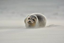 Seal Ameland by Roy Zonnenberg