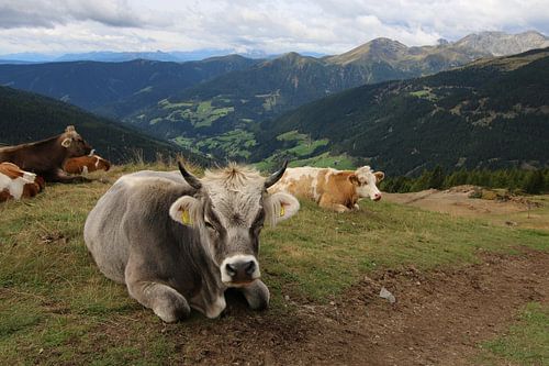 Koeien in bergweide Italie