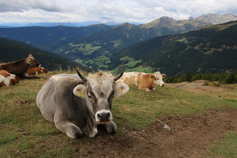 Koeien in bergweide Italie van Paul Franke