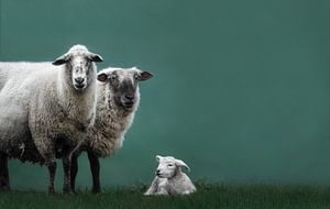 Familieportret van schapen van Leny Silina Helmig