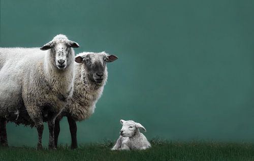 Familieportret van schapen