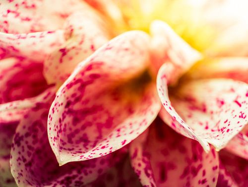 Fleur / pétales / rouge / rose / jaune / blanc / gros plan macro